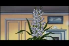 Grappler Baki (TV) episodio 13